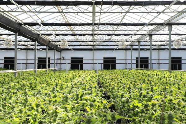 DEA Reiterates Stance That Lab-Derived Cannabinoids Are Not Compliant With the Farm Bill
