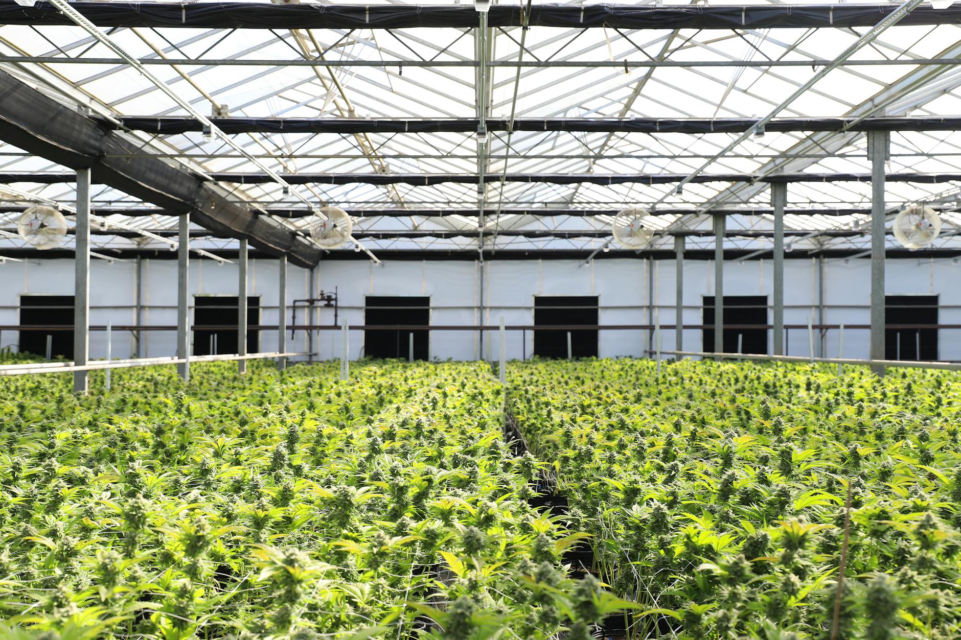 DEA Reiterates Stance That Lab-Derived Cannabinoids Are Not Compliant With the Farm Bill