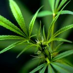 NY Advances Cannabis Research In First Study On CBD, THC, And IBD