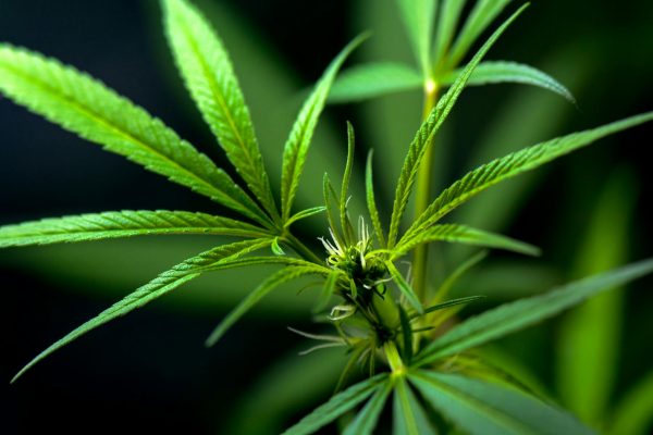 NY Advances Cannabis Research In First Study On CBD, THC, And IBD