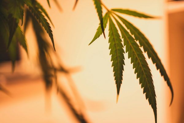 In vivo evaluation of synthetic cannabinoid JWH-018 derivatives as potential new … – Nature