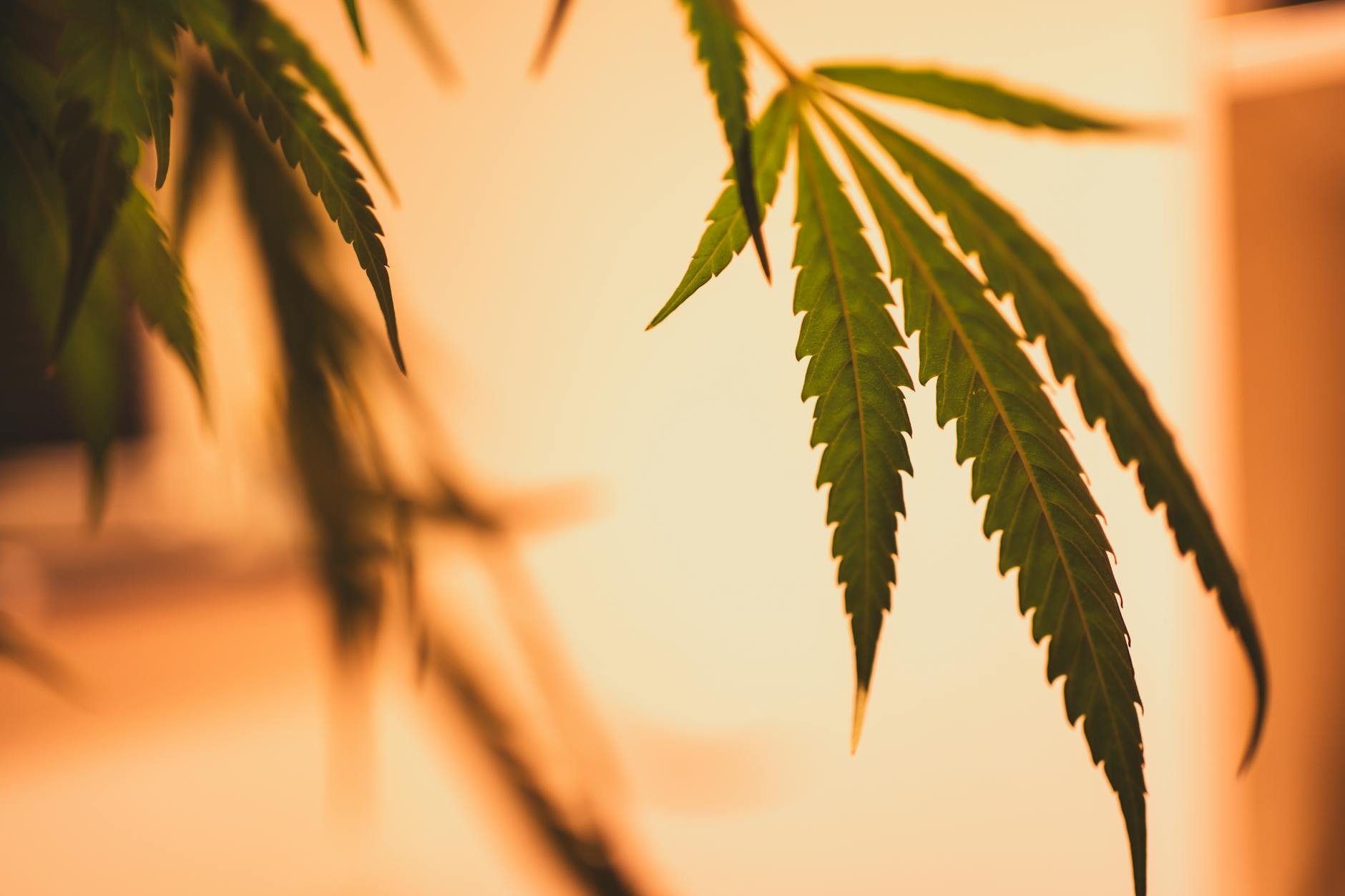In vivo evaluation of synthetic cannabinoid JWH-018 derivatives as potential new ... - Nature