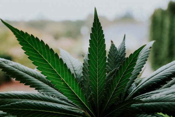 Should marijuana access be expanded? On April 23, 2026, the Trump administration … – Facebook