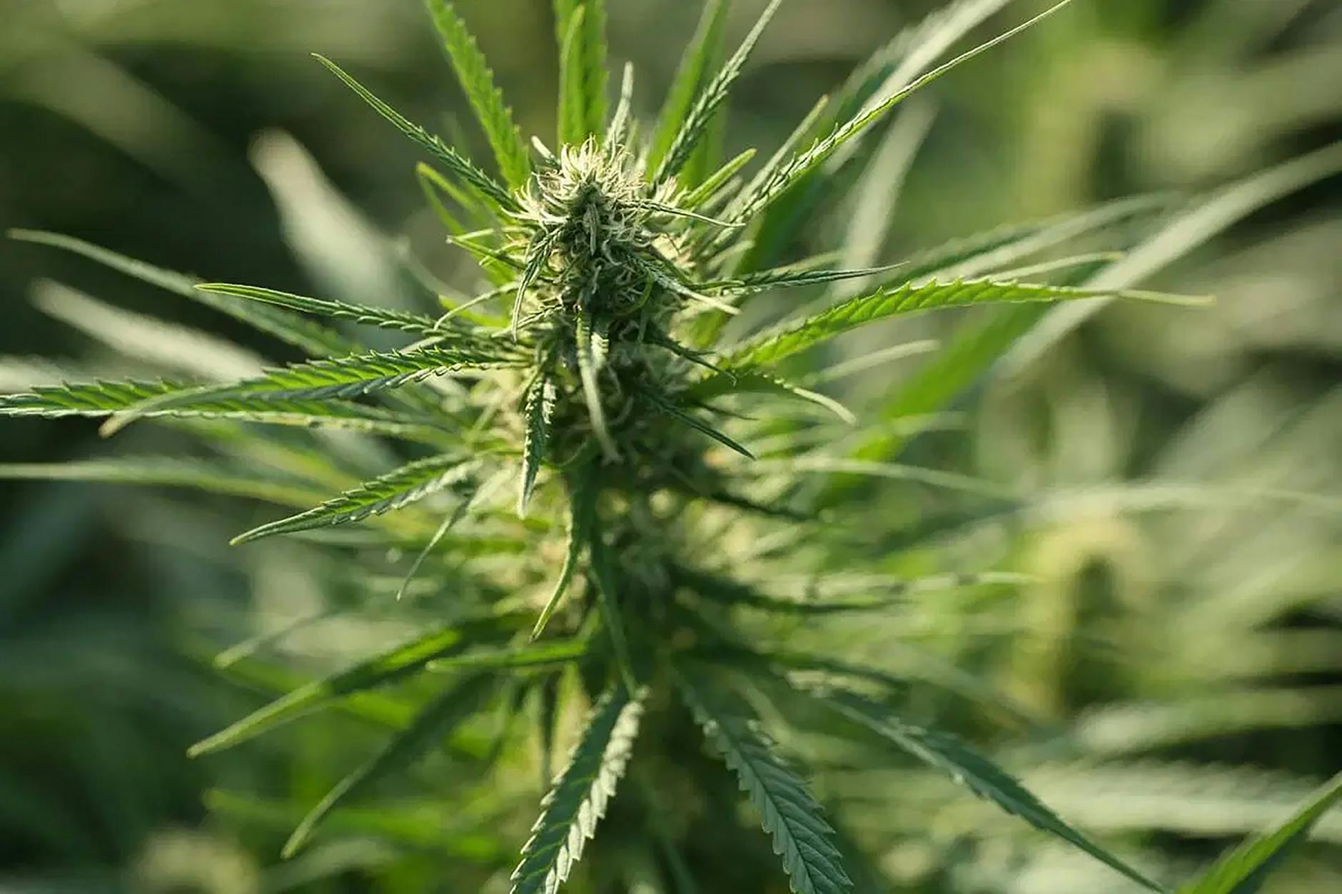 Georgia bill could limit probable cause for smell of marijuana, cannabis, or hemp - YouTube