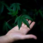 New Cannabis Group Will Help Ground Policy In Science And Patient Experience As ...