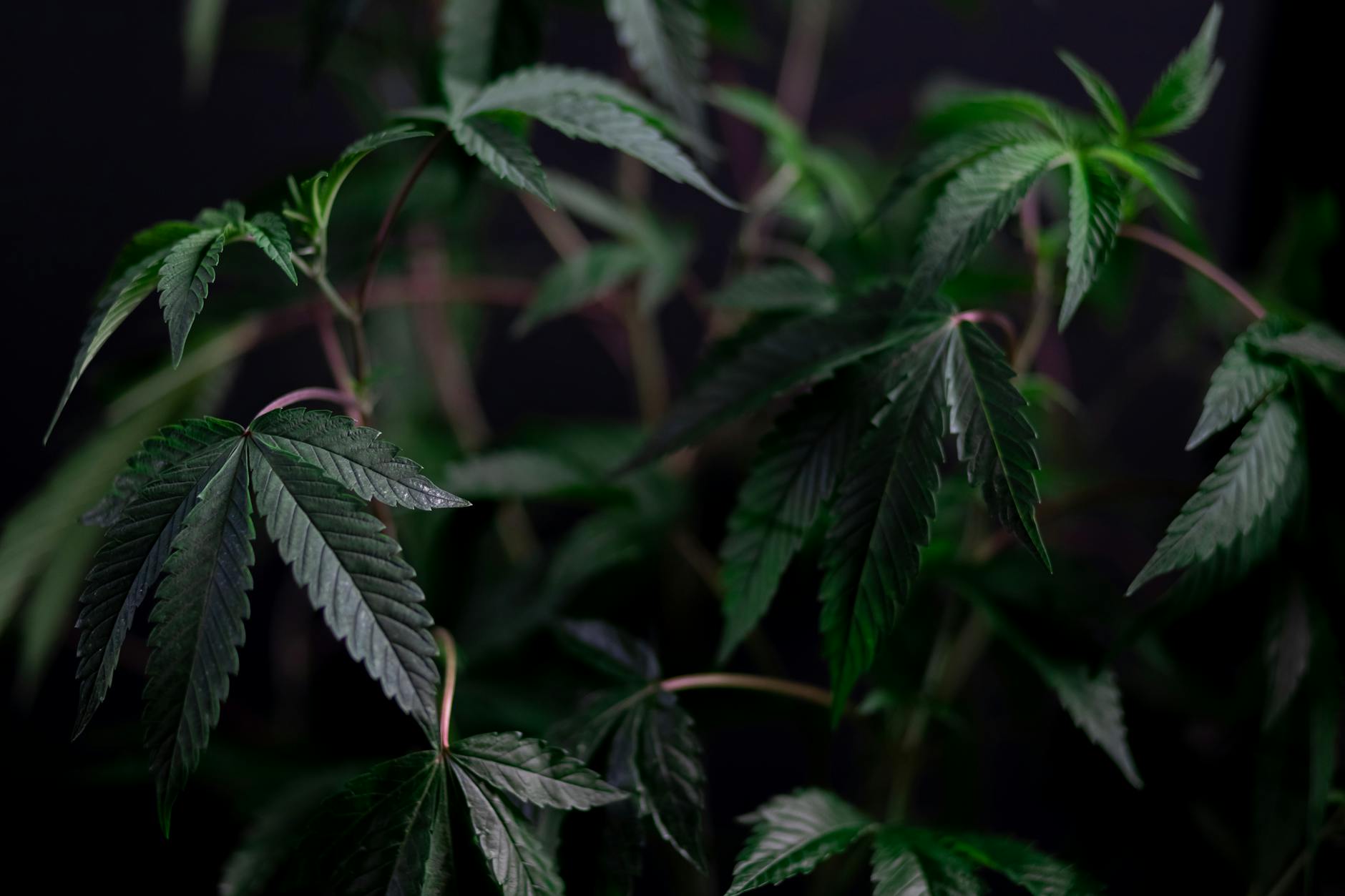 Cannabis Use and Atrial Arrhythmias: Systematic Review & Meta-Analysis