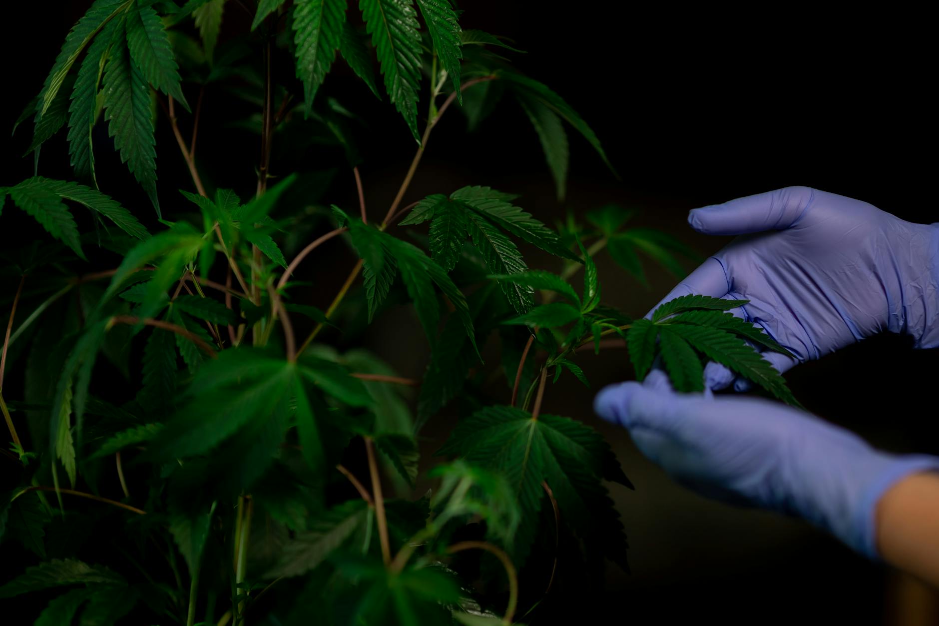 Medical Cannabis Commission clears path for cultivator inspections, but advocates warn ...