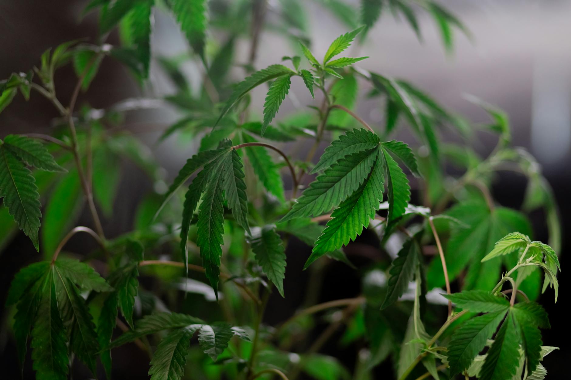 White House drug czar says cannabis is “still illegal” after rescheduling (Newsletter: May 11, 2026) 32 White House drug czar says cannabis is "still illegal" after rescheduling (Newsletter: May 11, 2026)