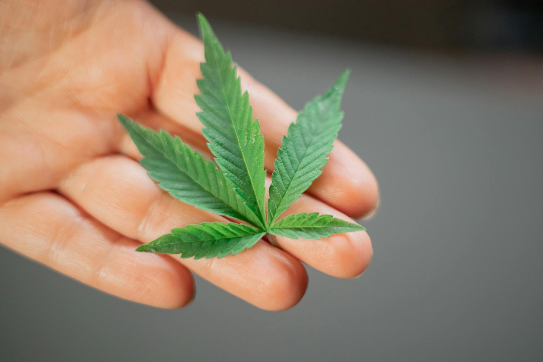 Judge Takes CMS HEMP-MARIJUANA CBD Program Under Advisement - The Globe and Mail