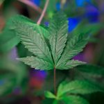 Placental Changes From Prenatal Cannabis Exposure Could Flag Higher Schizophrenia ...