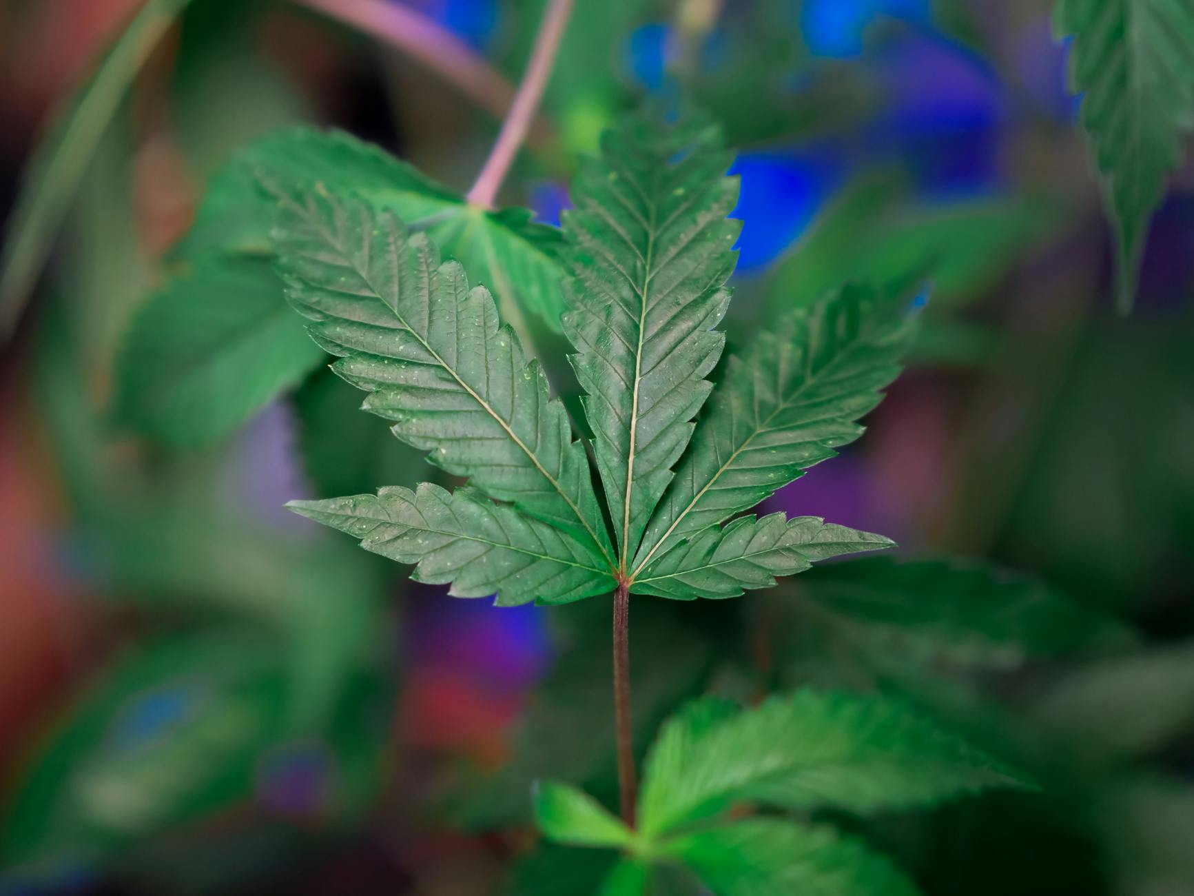 Placental Changes From Prenatal Cannabis Exposure Could Flag Higher Schizophrenia ...