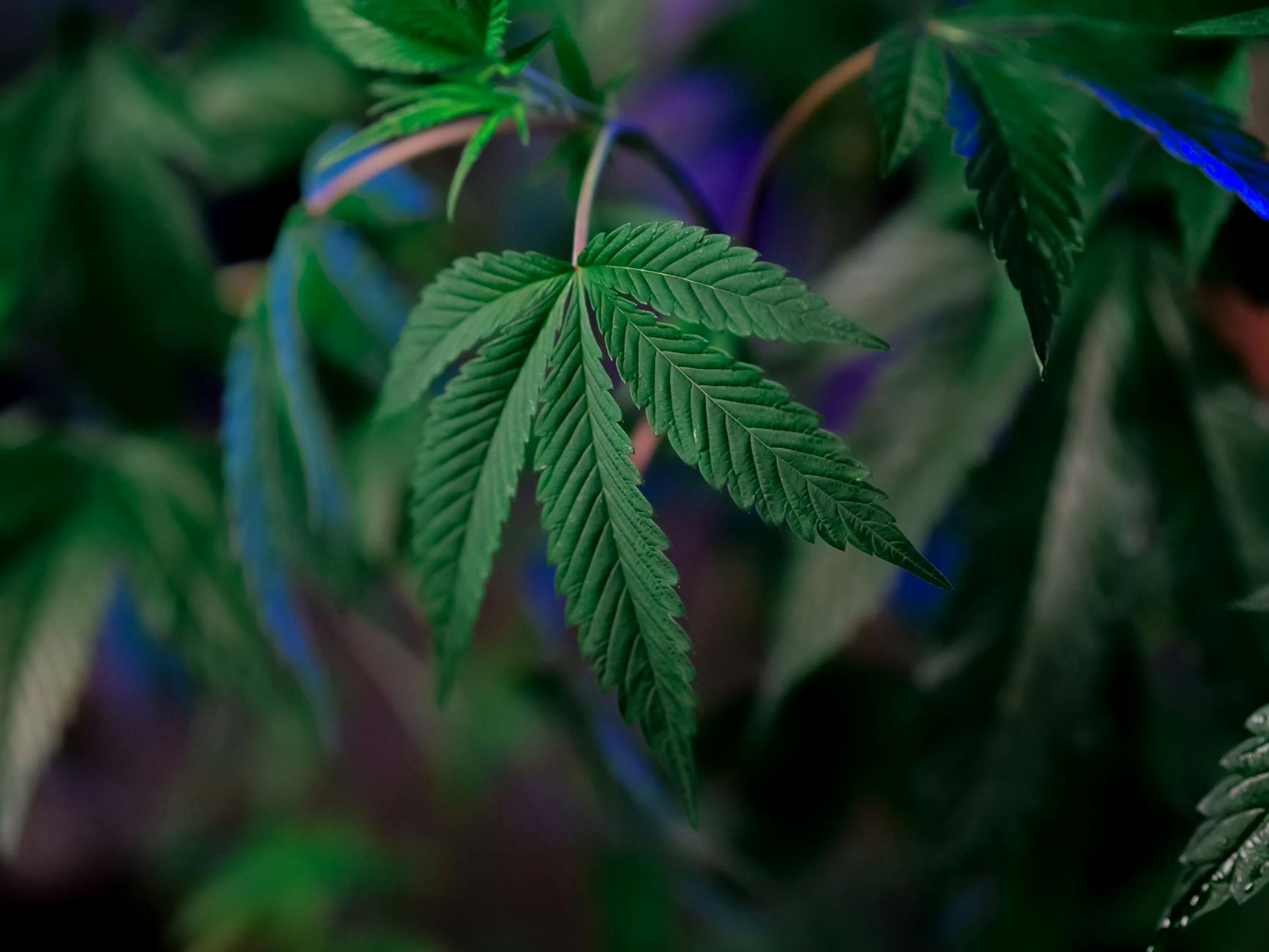 New Zealand's Medicinal Cannabis Sector Gains Export Focus with New Grower Body 32 New Zealand's Medicinal Cannabis Sector Gains Export Focus with New Grower Body