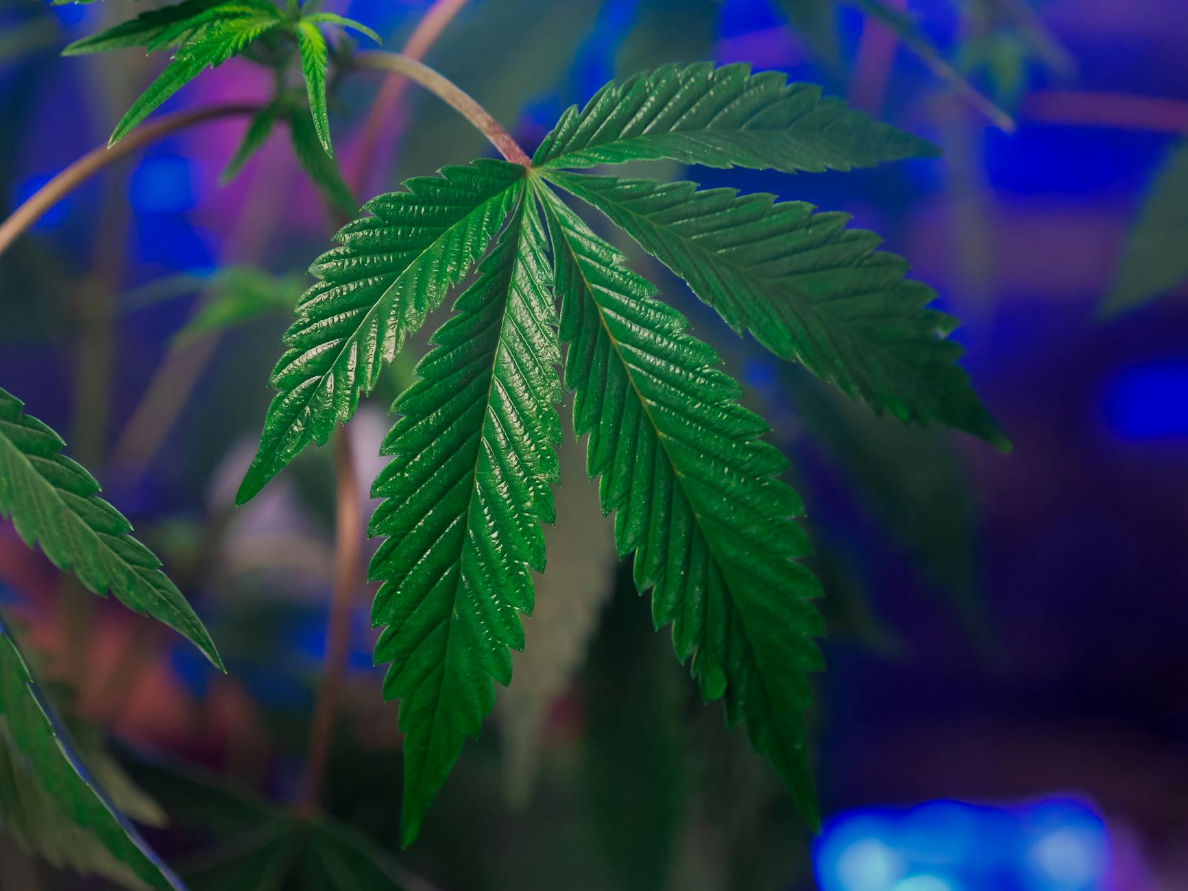 In vivo evaluation of synthetic cannabinoid JWH-018 derivatives as potential new ... - Nature