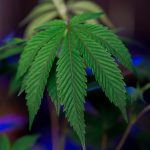 Newly discovered mysterious cell helps in birth, but dies soon after; suggests that cannabis ...