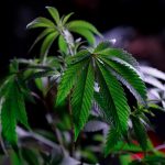 Natural Neuroprotection: Exploring the Potential of Non-Psychoactive Cannabinoids