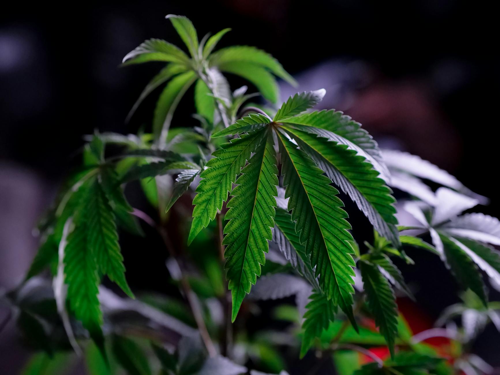Natural Neuroprotection: Exploring the Potential of Non-Psychoactive Cannabinoids