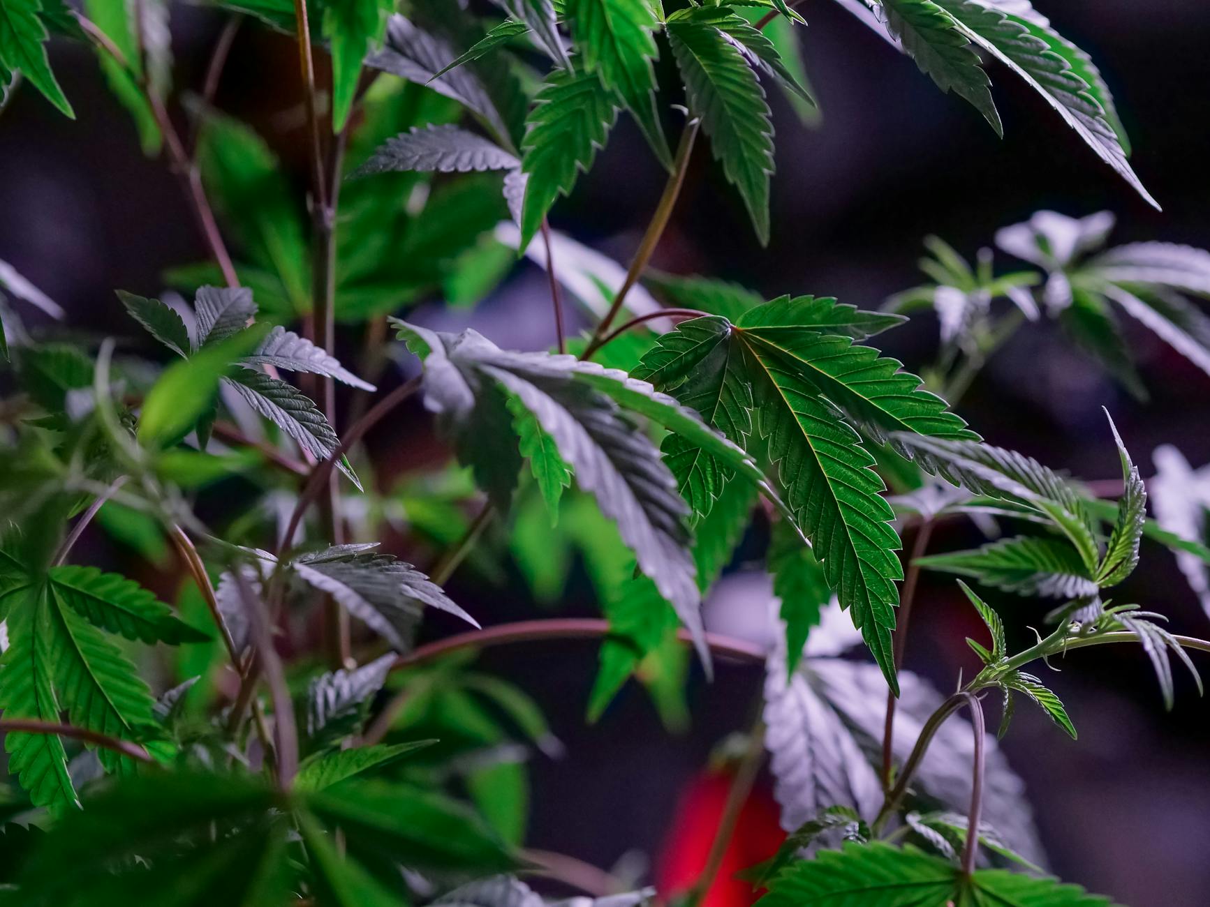 Study Finds Licensed Cannabis Farms More Effective Than Bans in Deterring Unlicensed Cultivation 32 Study Finds Licensed Cannabis Farms More Effective Than Bans in Deterring Unlicensed Cultivation