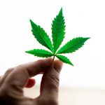 Study Suggests Older Adults Prefer CBD or CBD/THC Combinations for Medicinal Cannabis