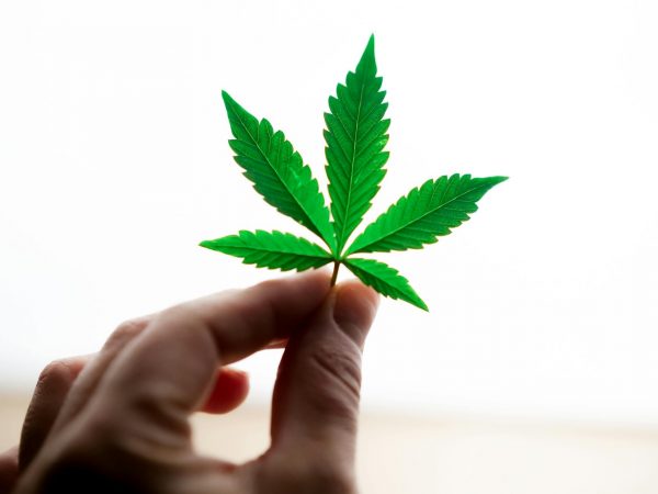 Study Suggests Older Adults Prefer CBD or CBD/THC Combinations for Medicinal Cannabis