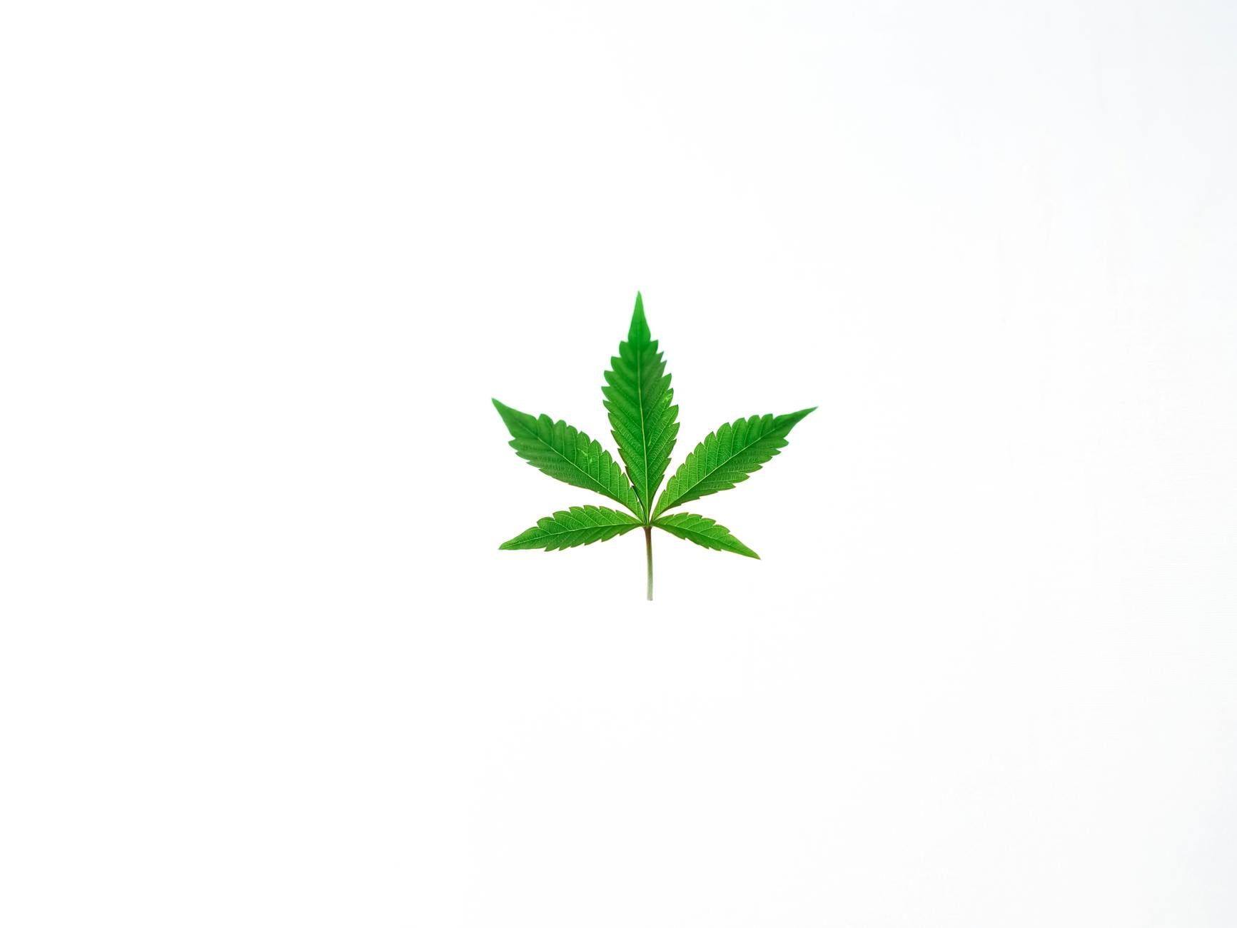 Alabama Medical Cannabis Sales Gear for Spring 2026 Launch