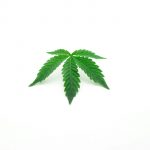 Most cannabis users are 'non-problematic', Canadian data shows - leafie