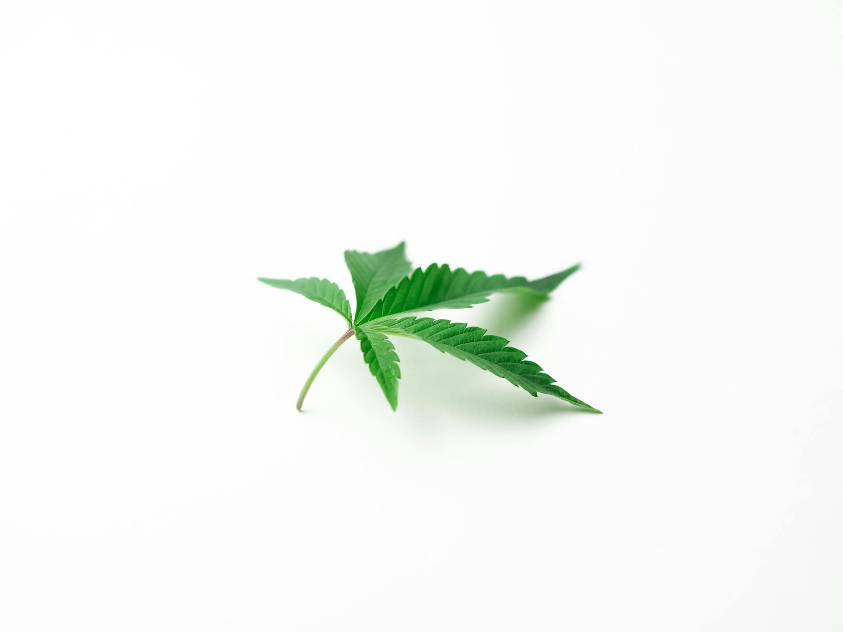 New studies on childhood cannabis usage - Times of San Diego 32 New studies on childhood cannabis usage - Times of San Diego