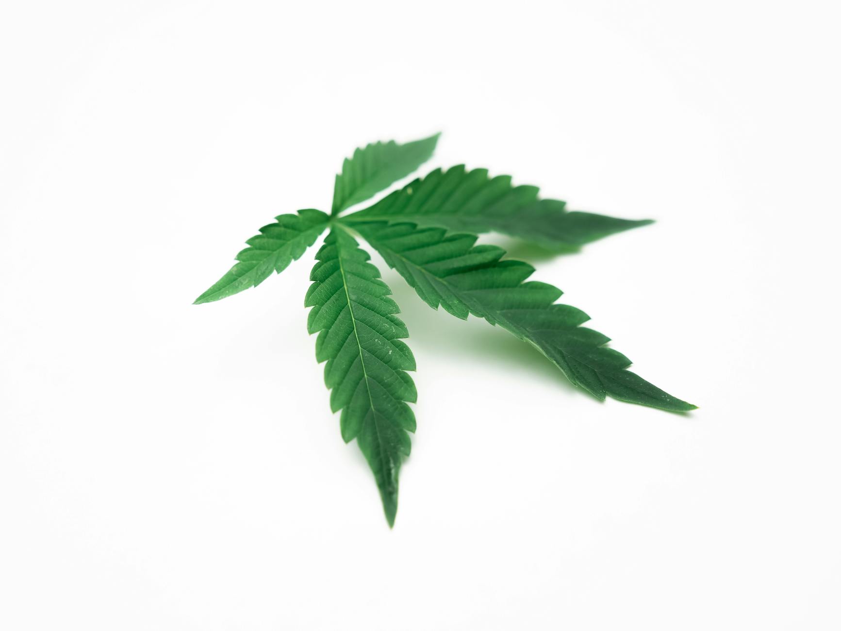Marijuana tied to weight loss in new Fed study | Cannabis Sciences - Labroots