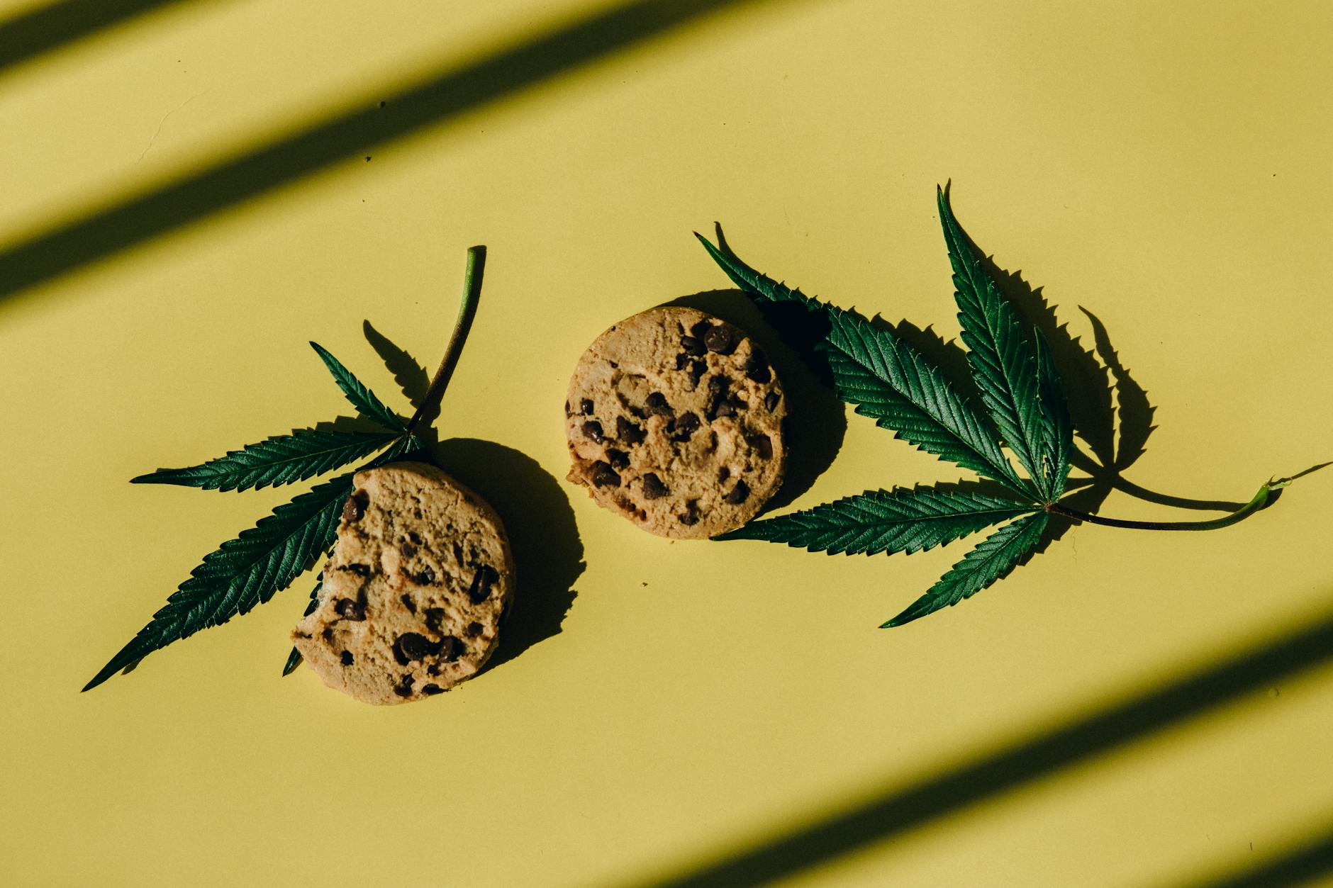 Attempt to limit potency of THC in marijuana edibles fails at Oregon Legislature