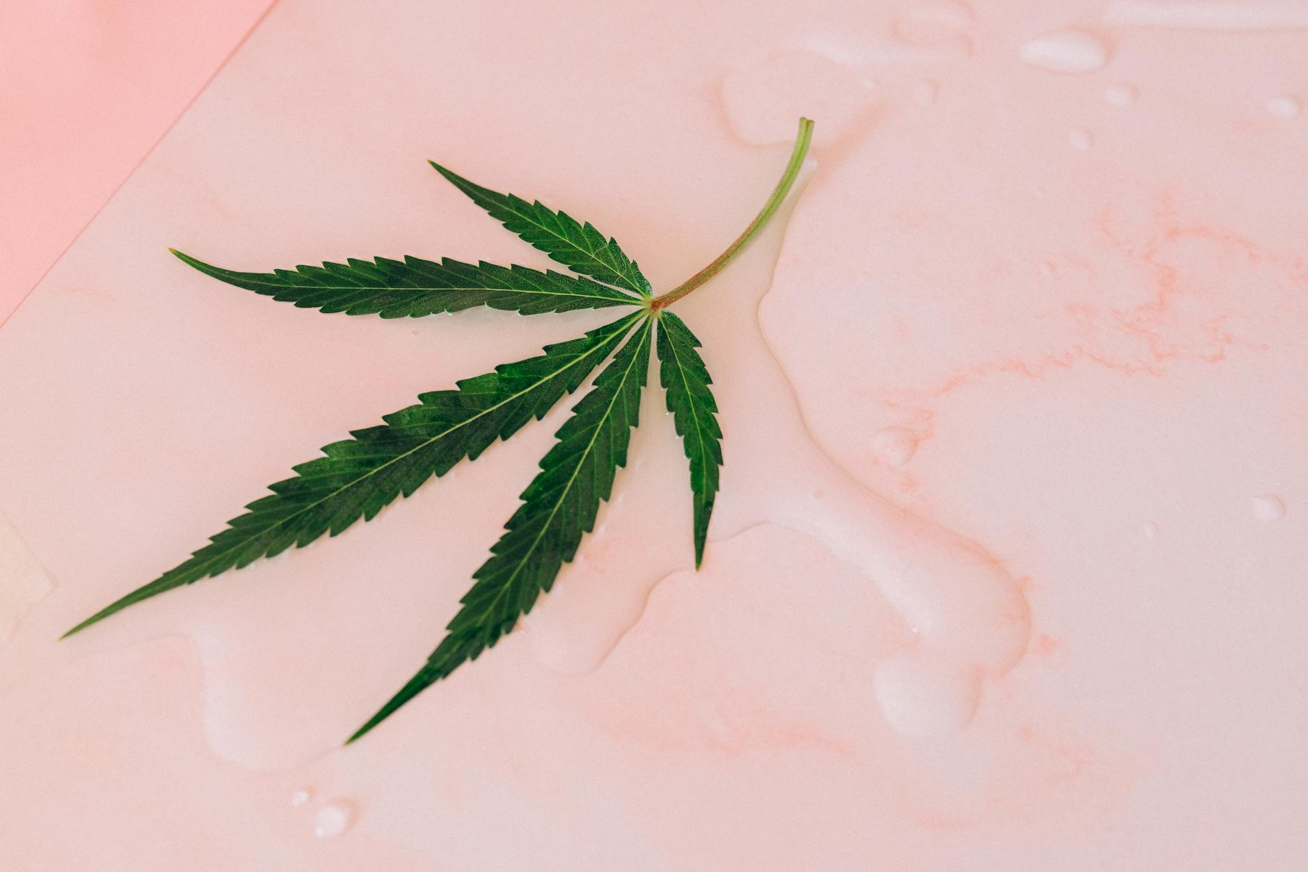 Clinical Trial: Marijuana Oil With THC and CBD May Reduce Pain and Improve Sleep in ... 2 Clinical Trial: Marijuana Oil With THC and CBD May Reduce Pain and Improve Sleep in ...