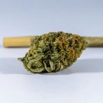 The science behind cannabis cravings and the booming munchies market