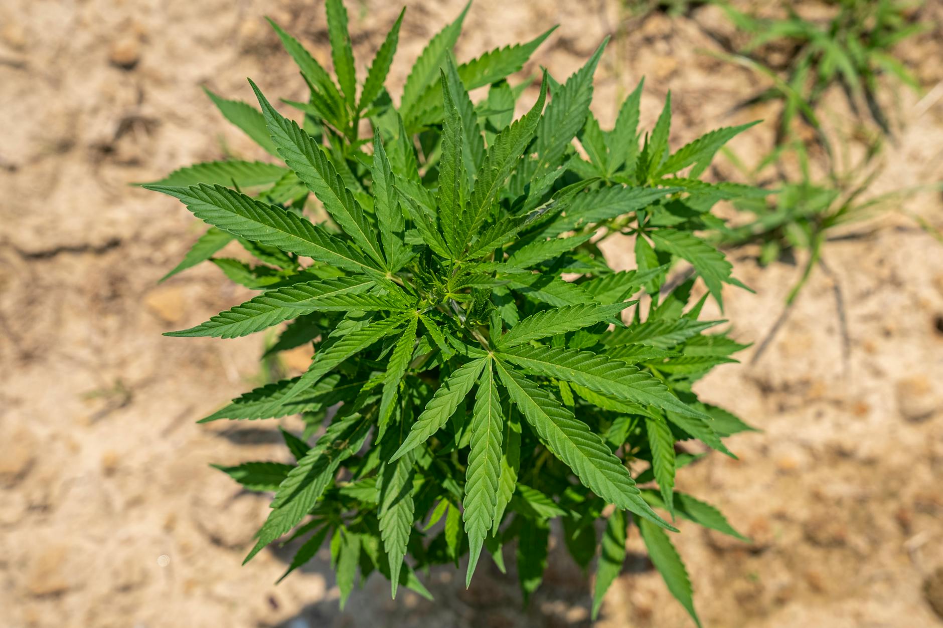 United States Drug Enforcement Administration Cannabis-Related Documents 32 United States Drug Enforcement Administration Cannabis-Related Documents