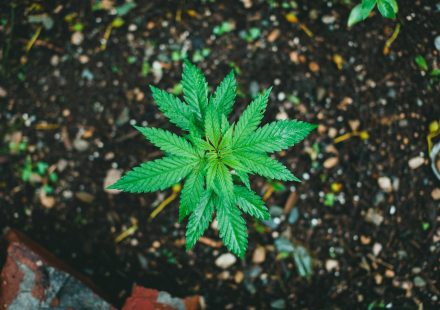 MMJ ET AL PREPARES APPEAL CMS HEMP PROGRAM: How Can a Company With a ...