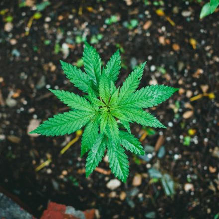 MMJ ET AL PREPARES APPEAL CMS HEMP PROGRAM: How Can a Company With a ...