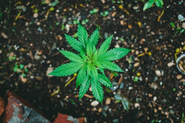 CED Clinic: Personalized Cannabis Medicine 377 MMJ ET AL PREPARES APPEAL CMS HEMP PROGRAM: How Can a Company With a …