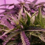 New York's cannabis regulator wants to ease IBD symptoms with THC and CBD in new study - AMNY