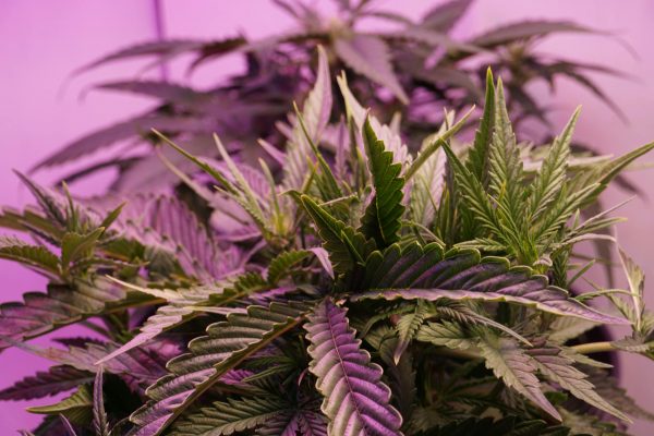 New York’s cannabis regulator wants to ease IBD symptoms with THC and CBD in new study – AMNY