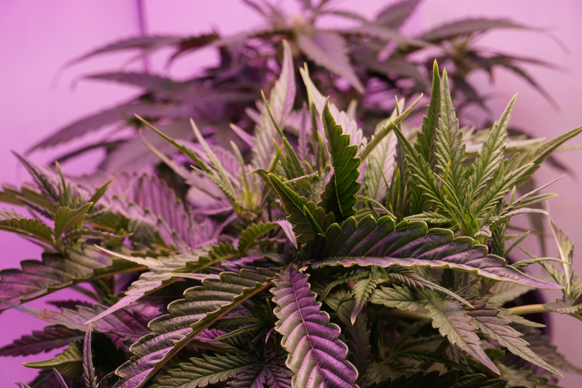 New York's cannabis regulator wants to ease IBD symptoms with THC and CBD in new study - AMNY