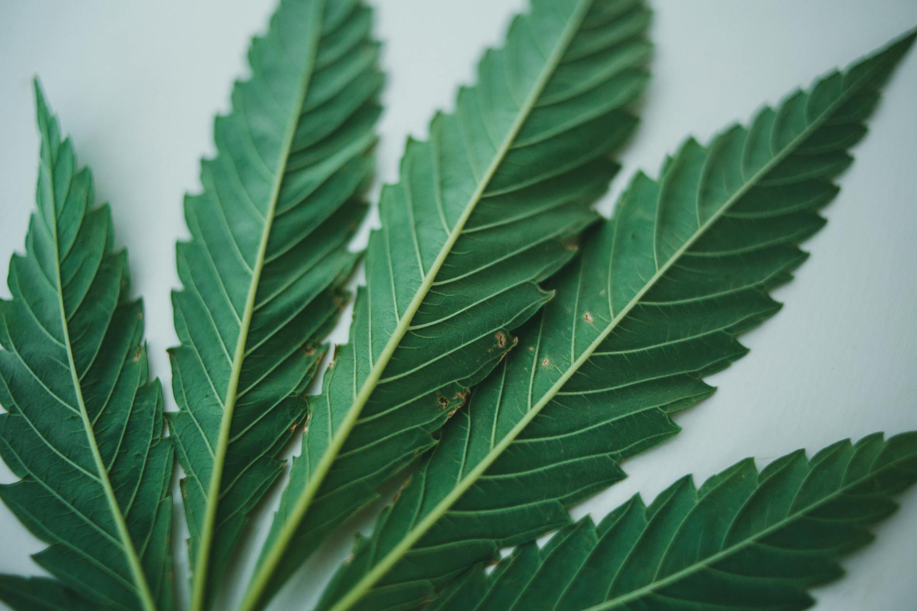 Cannabis Dosing in Family Medicine: Evidence-Based Guidance from Endocannabinoid System Research