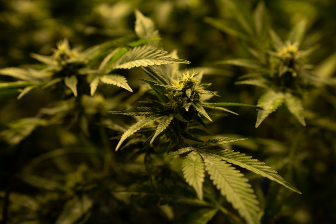 Cannabis use does not lower testosterone, suggests study - Medical Dialogues 2 Cannabis use does not lower testosterone, suggests study - Medical Dialogues