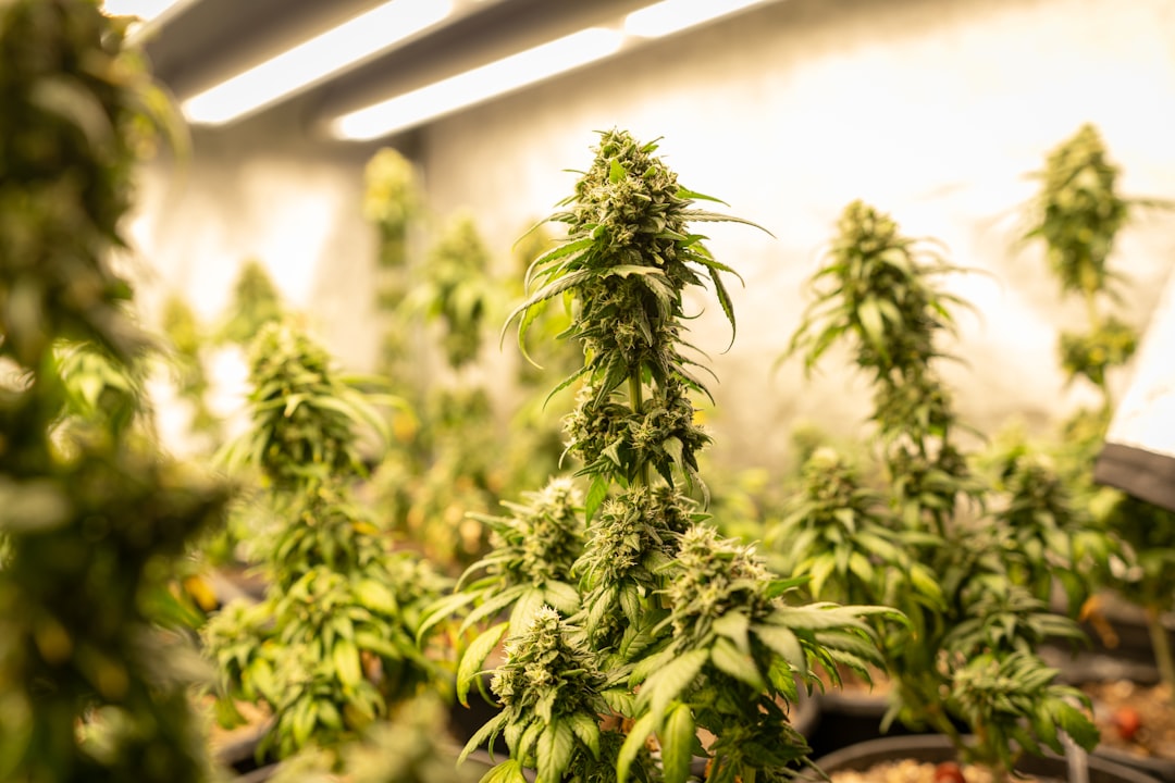 Researchers Can Now Study State-Legal Medical Cannabis, But Hurdles Remain