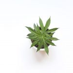 Cannabis use does not lower testosterone, suggests study - Medical Dialogues
