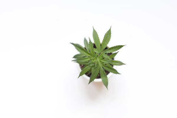 CED Clinic: Personalized Cannabis Medicine 346 Cannabis use does not lower testosterone, suggests study – Medical Dialogues
