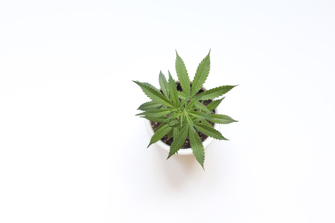 Cannabis use does not lower testosterone, suggests study - Medical Dialogues