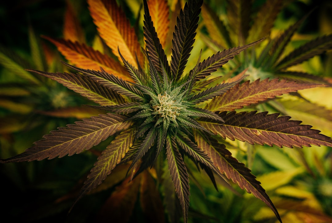 Researchers Can Now Study State-Legal Medical Cannabis, But Hurdles Remain