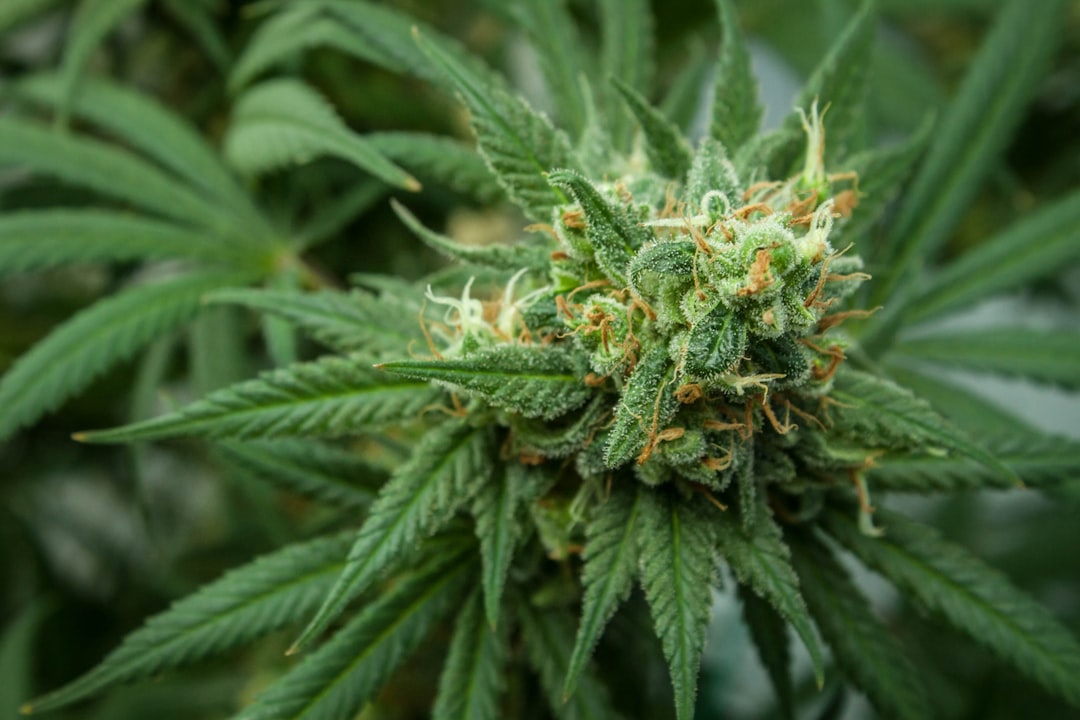 Researchers Identify Genetic Pathways Linking Cannabis Use Disorder and Psychosis Risk