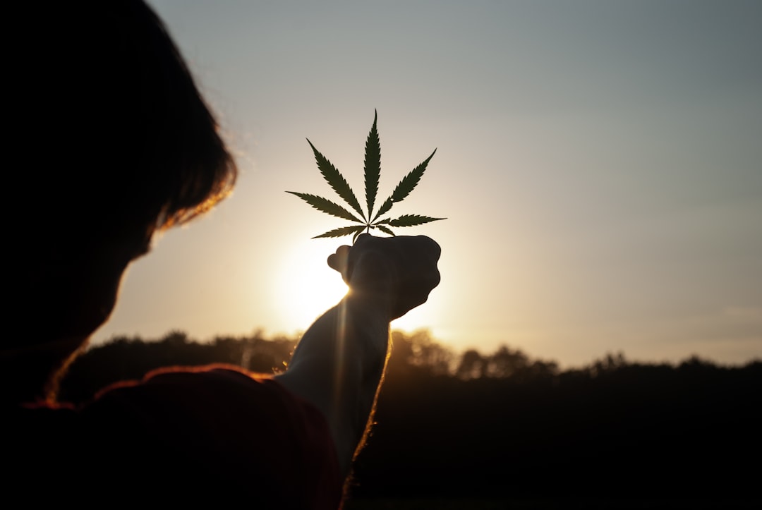What's the latest with cannabis and schizophrenia? - Medical News Bulletin