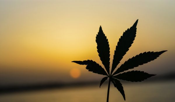 Researchers Can Now Study State-Legal Medical Cannabis, But Hurdles Remain