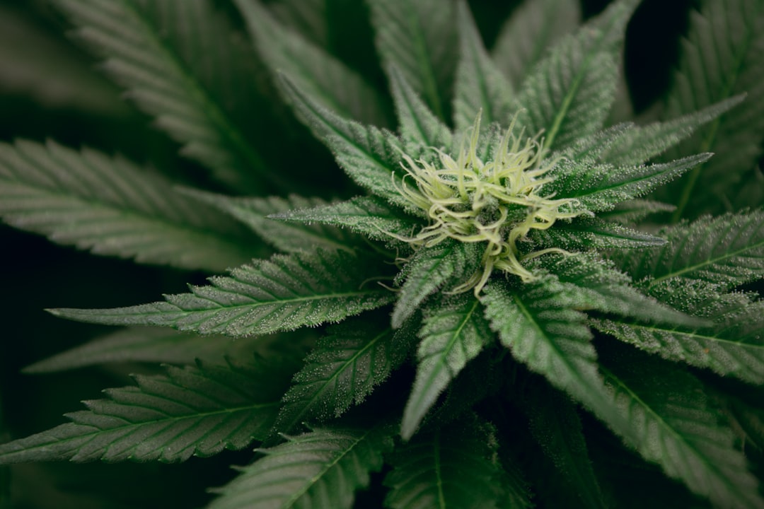 Medical Cannabis Pain Treatment and the Rise of Digital Care - Big News Network.com