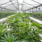 Legal Experts Caution Cannabis Industry on DEA Registration Following Medical ... - Hemp Gazette