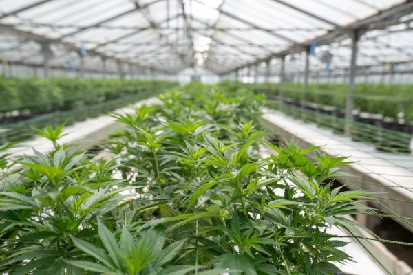 Legal Experts Caution Cannabis Industry on DEA Registration Following Medical … – Hemp Gazette